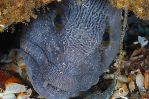 Scuba diving, St Abbs, Wolf fish