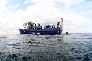Scuba diving, farnes seals