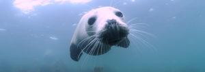 Scuba Diving, Seals, Farne Islands