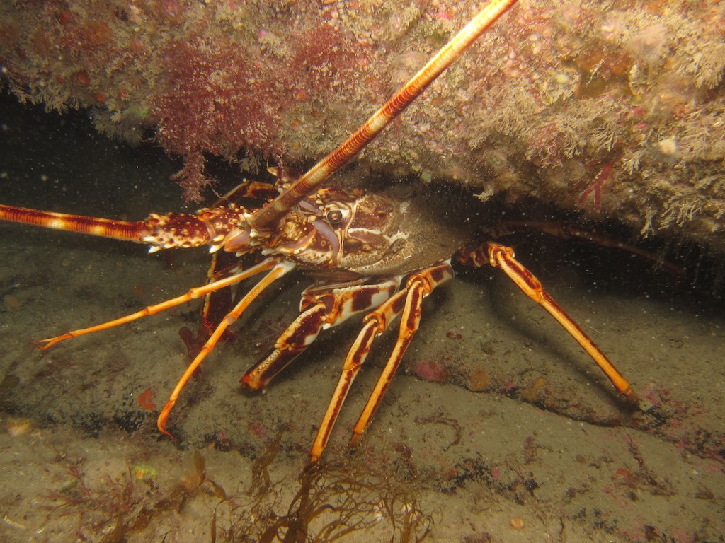 Diving, Lobster, Scillies, Hathor and Plympton 15