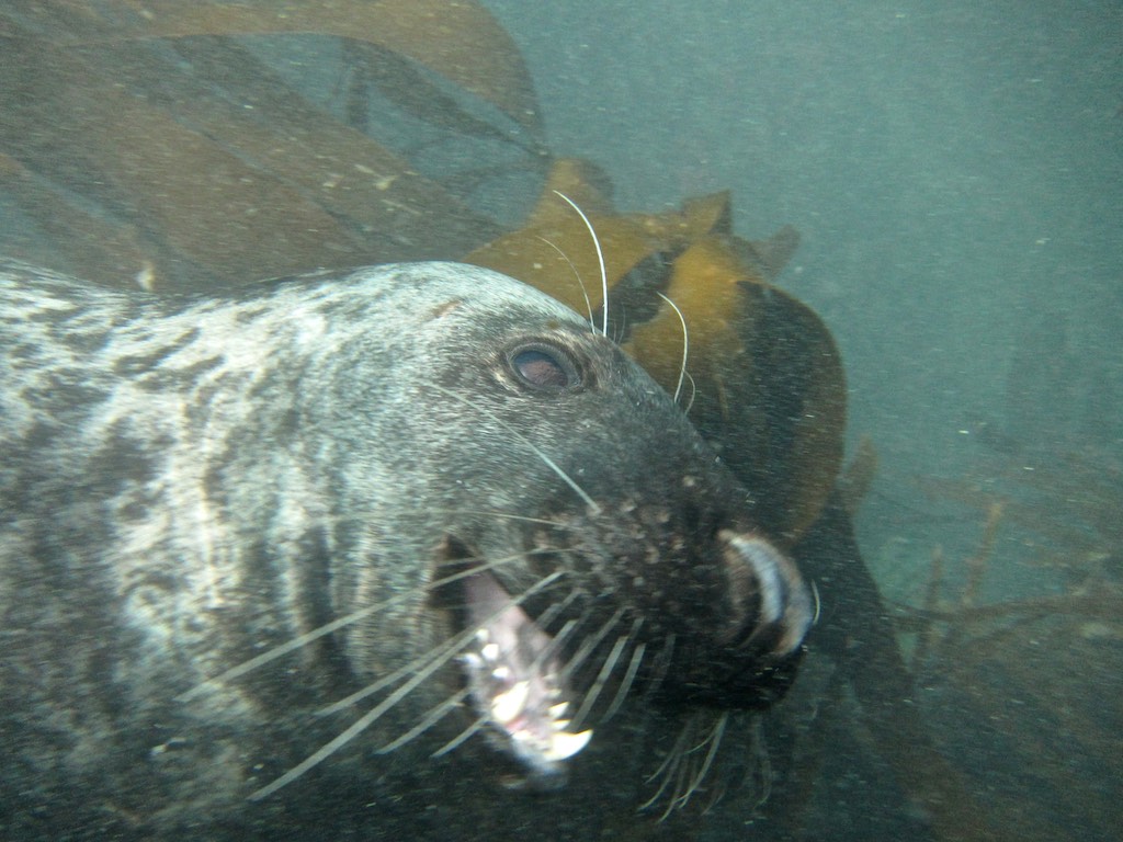 Scuba diving with Seals 