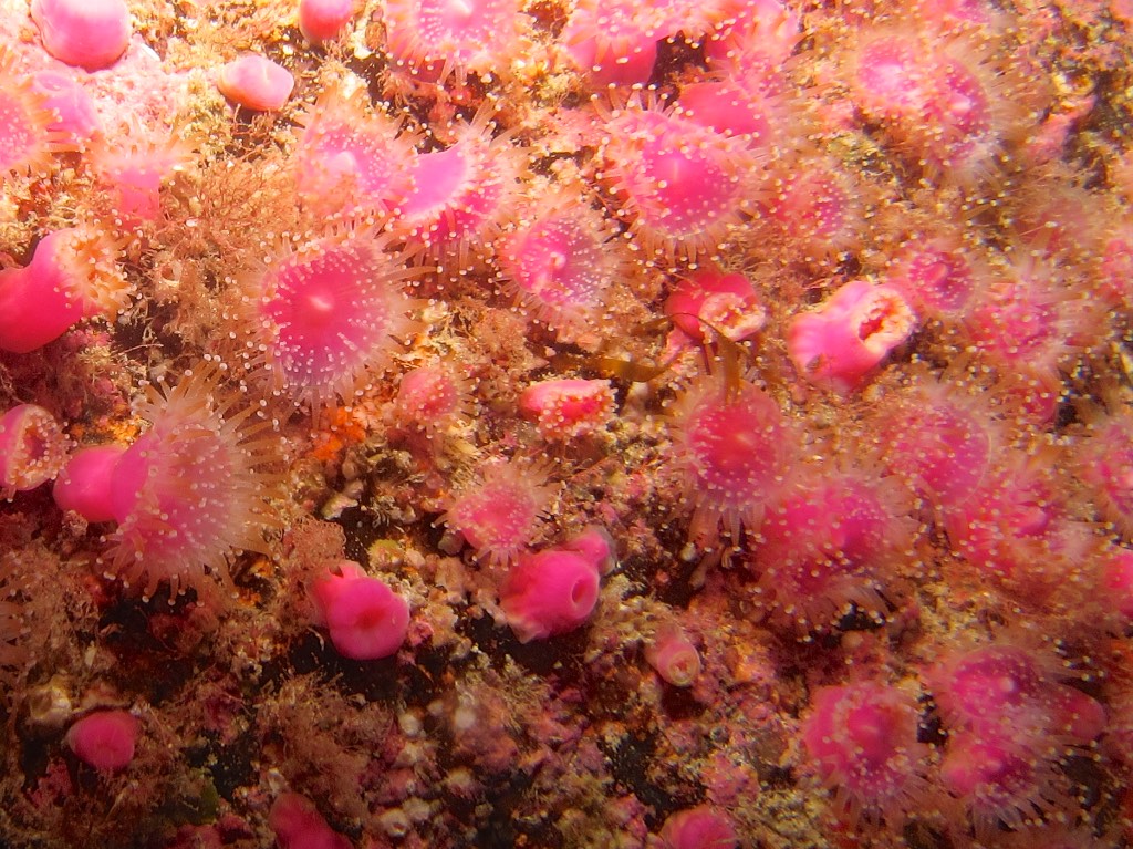 Scuba Diving, Scillies, anemone, Trinity Reef 2