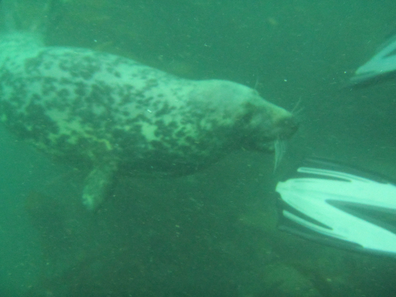 Scuba Diving, Seals, scuba equipment 