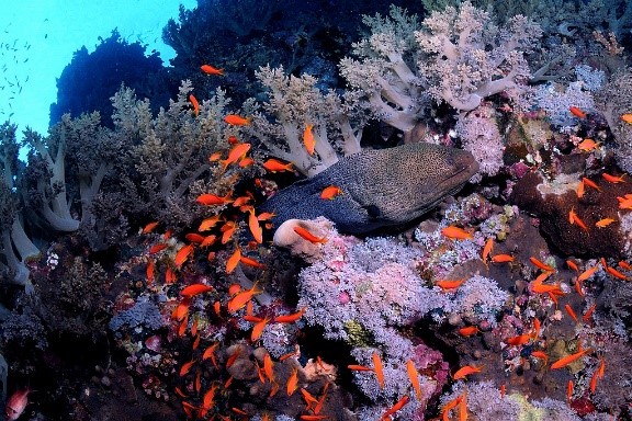 Moray Eel on a beautiful Red Sea Coral reef