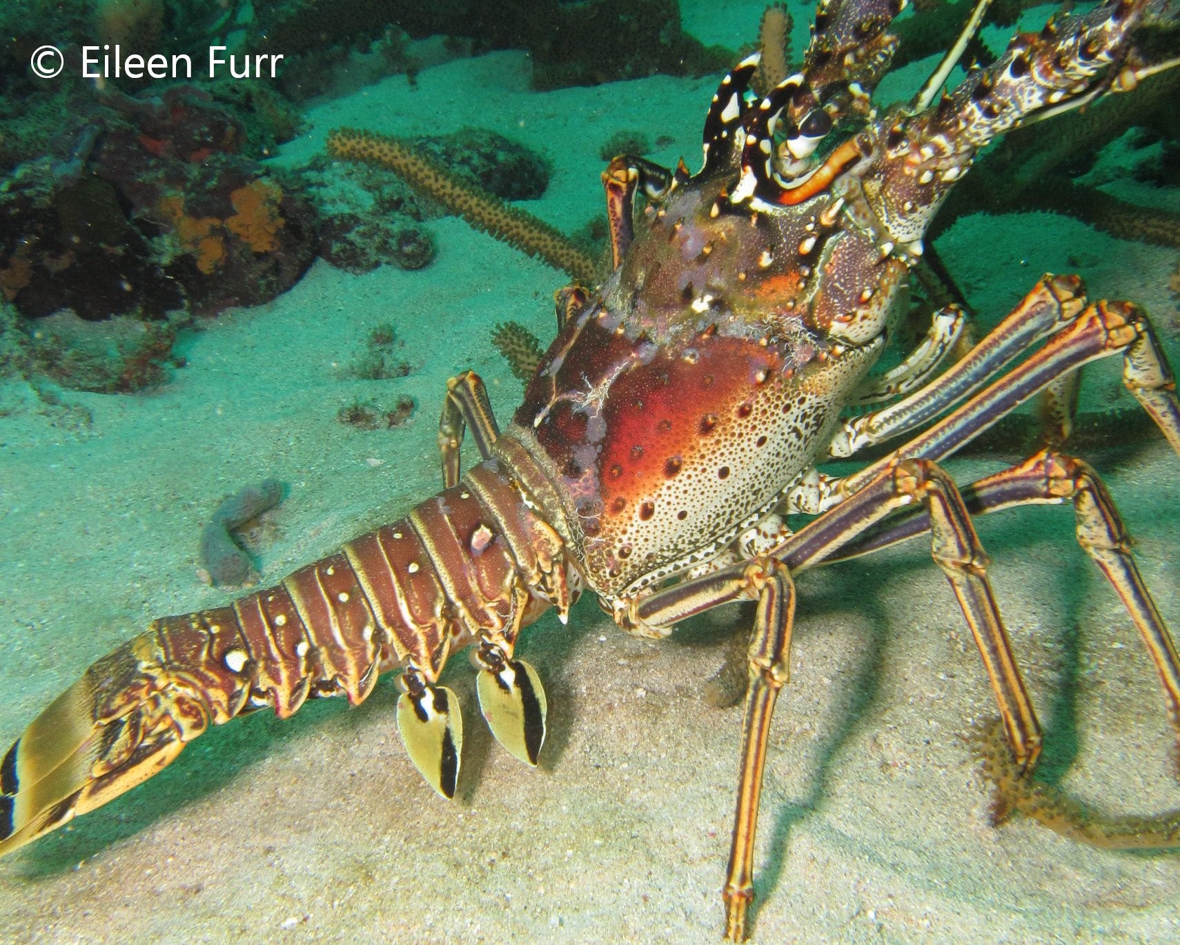 Diving the Caribbean (and Atlantic) - Lobster