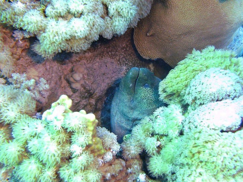 Dive the Red Sea in January - Moray