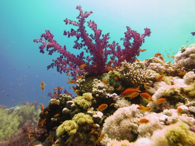 Dive the red Sea in January - Reef