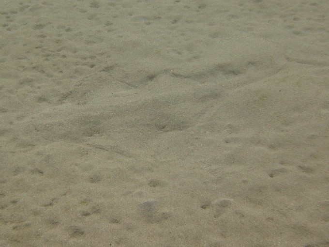 Angel - Outline of Angel Shark buried in sand