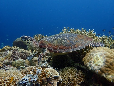 Philippines - Turtle