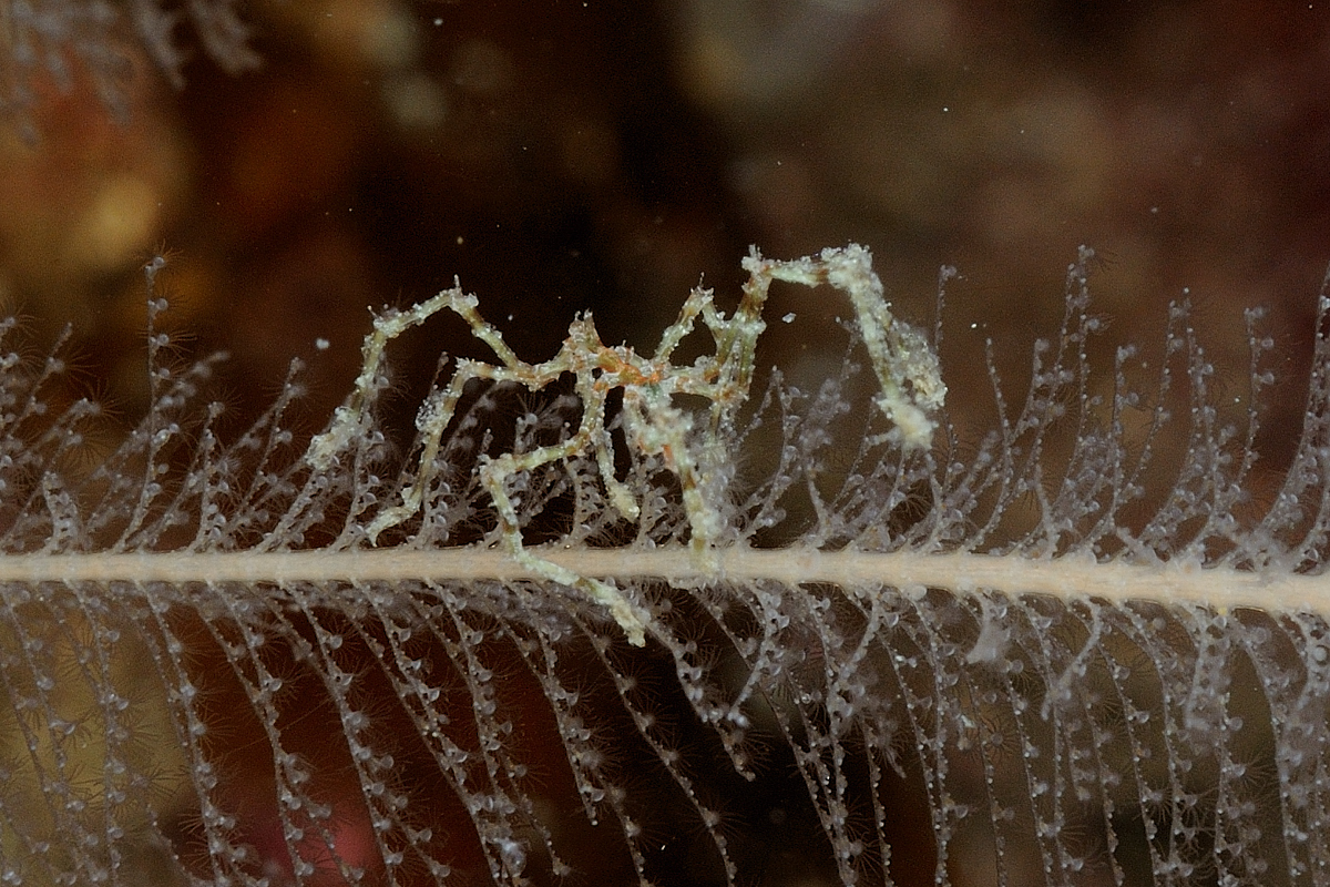 Scotland - Sea Spider